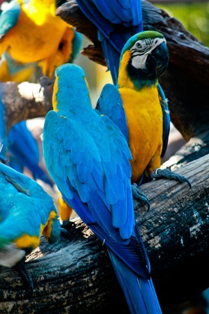 Macawの写真素材