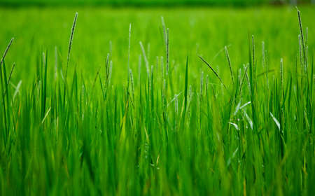 Rice fieldの写真素材