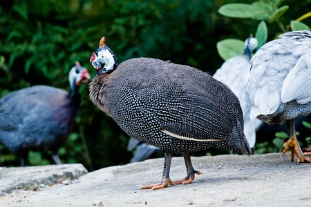 Guinea fowlの写真素材