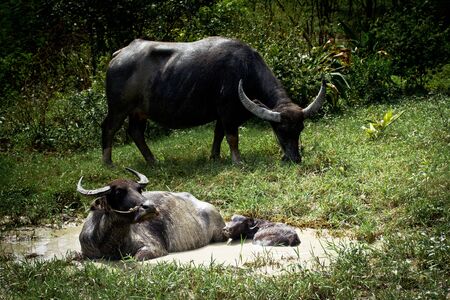 Buffalo