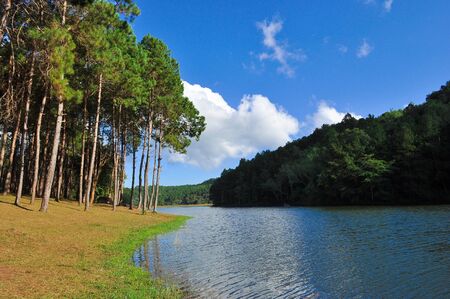 pine treeの写真素材