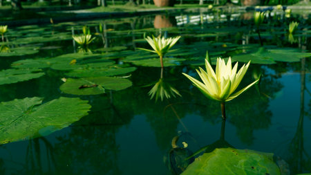 Lotus pondの写真素材