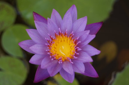 Beautiful violet lotusの写真素材