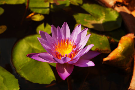 Lotus pinkの写真素材
