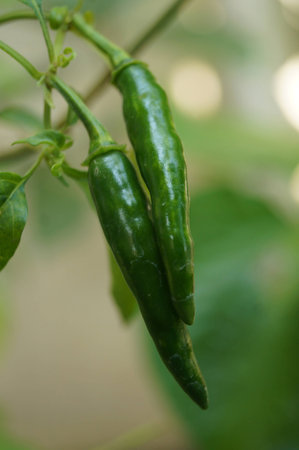 Green Chiliの写真素材