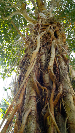 banyan tree rootsの写真素材
