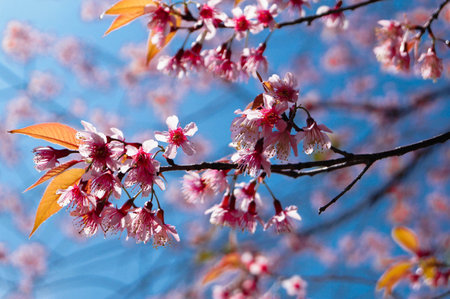 Prunus cerasoides chiang mai thailand