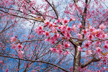 Prunus cerasoides flowerの写真素材