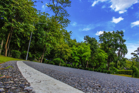 The road in the forest.の写真素材