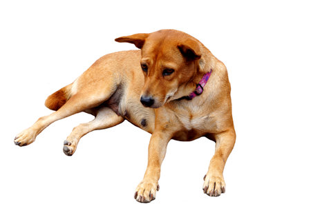 Sad Dog Thailandの写真素材