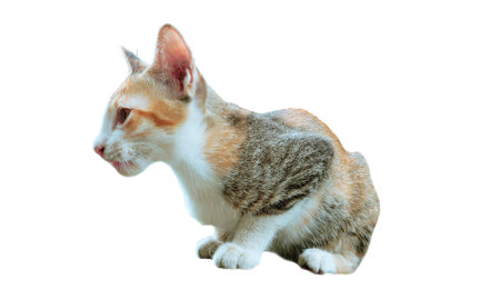 Lonely catの写真素材