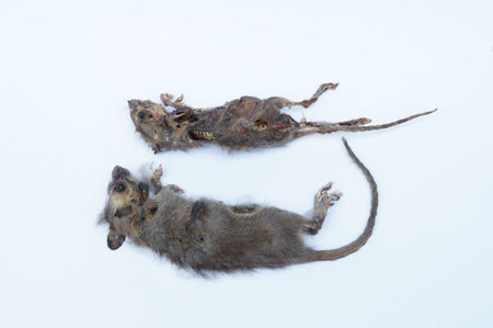 Rotten dead rat had eaten by fliesの写真素材