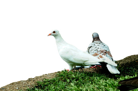 two pigeonの写真素材