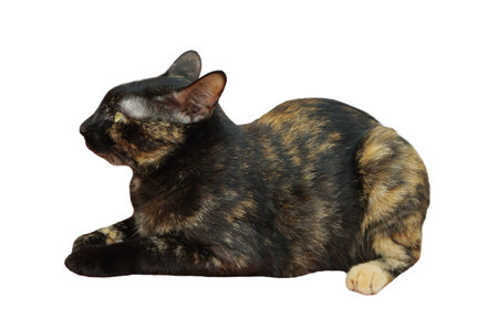 Black Cat Isolated On Whiteの写真素材