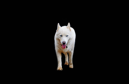 Tongue White Dog Walking  Isolated On Black
