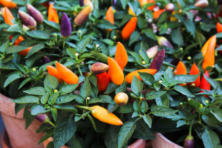 ripe orange hot chili peppers on the plantの写真素材