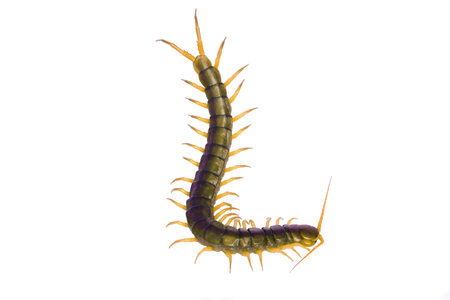 centipedeの写真素材