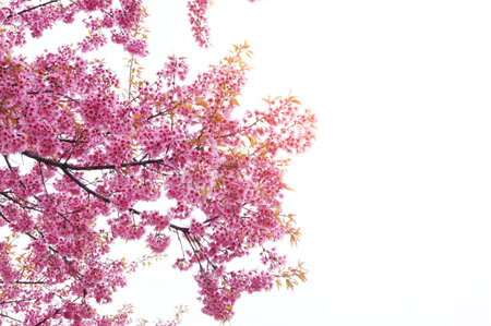 Pink Sakura flower blooming.