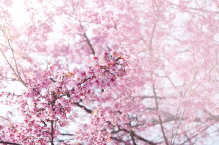 Pink Sakura flower blooming.の写真素材