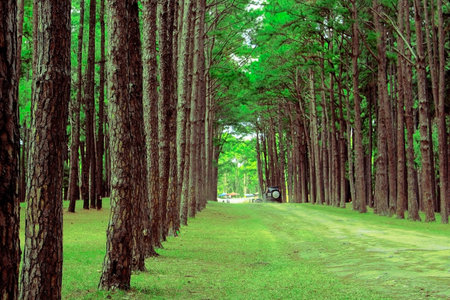 pine forest, Suan son bor Kaew at Chiang Mai THAILAND, Unseen Thailand.の写真素材