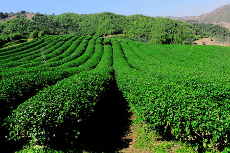 Beautiful fresh green tea plantation at chiang rai, Thailandの写真素材
