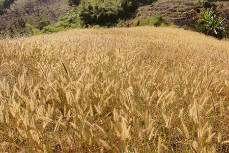 golden wheat field and sunny dayの写真素材