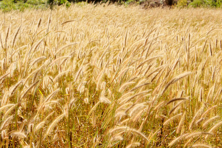 golden wheat field and sunny dayの写真素材