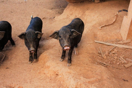 A group of rare black pigs play and sleep in the dirtの写真素材