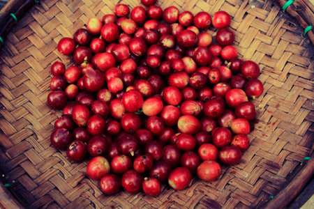 Coffee beans of north thailandの写真素材