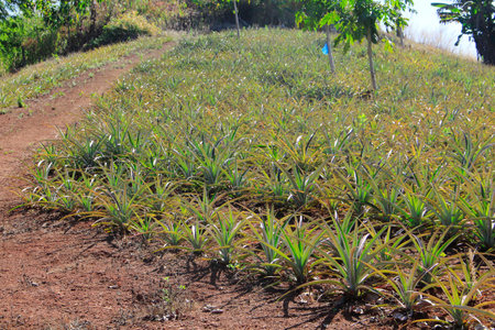 Pineapple fruit on the bushの写真素材