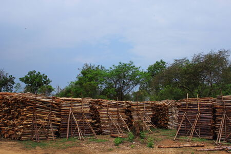 Wood cutting to global warmingの写真素材
