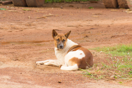 single dog on the nature backgroundの写真素材