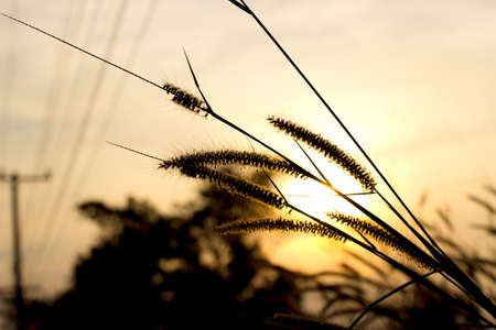 Sun shining golden yellow at flowers.の写真素材