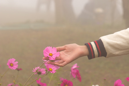 Handle pink flowers in the fog,Phurua,Thailand.の写真素材