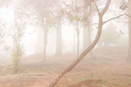 pine trees in the forest covered in fog during autumn.の写真素材