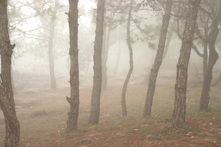 pine trees in the forest covered in fog during autumn.の写真素材