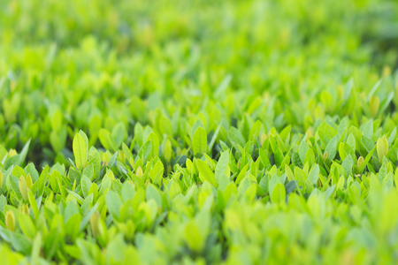 Green  leaves spring garden for natural background.の写真素材