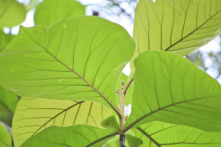 Teak leavesの写真素材