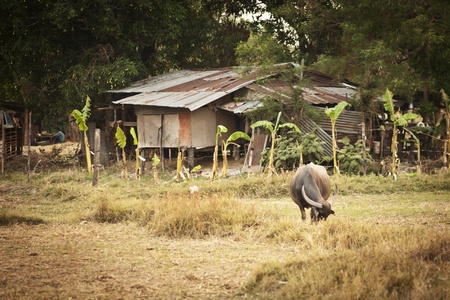 farm