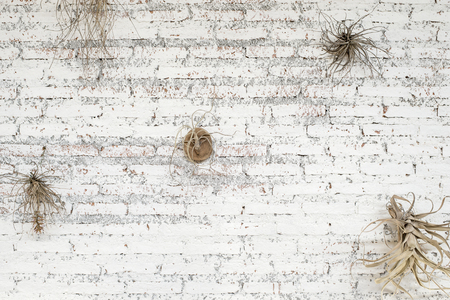 White brick wall and plantの写真素材