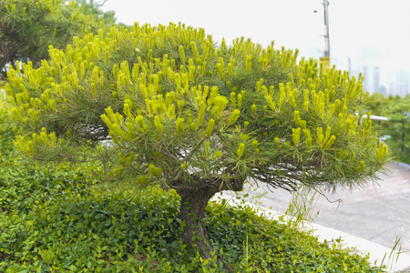 SEOUL,South Korea - MAY 24:Korea trees in city. MAY 24, 2016 in Seoul, South Koreaのeditorial素材