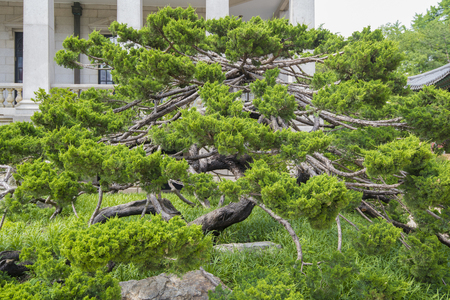 SEOUL,South Korea - MAY 24: Seokjojeon hall of Deoksugung palace. MAY 24, 2016 in Seoul, South Koreaのeditorial素材