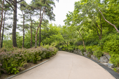 SEOUL,South Korea - MAY 24:Korea trees in city. MAY 24, 2016 in Seoul, South Koreaのeditorial素材