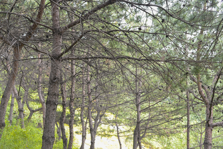 SEOUL,South Korea - MAY 24:Korea trees in city. MAY 24, 2016 in Seoul, South Koreaのeditorial素材