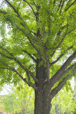 SEOUL,South Korea - MAY 24:Korea trees in city. MAY 24, 2016 in Seoul, South Koreaのeditorial素材
