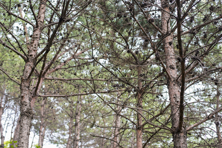 SEOUL,South Korea - MAY 24:Korea trees in city. MAY 24, 2016 in Seoul, South Koreaのeditorial素材