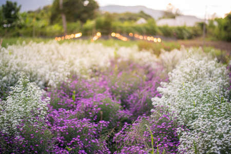 blured of beautiful flower backgroundの写真素材