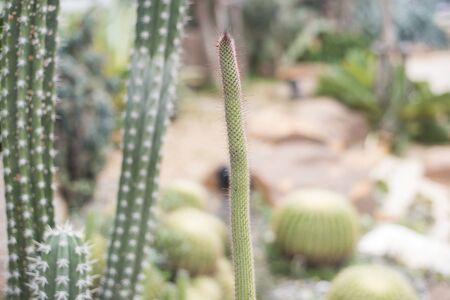 cactus in desert, cactus Nature green backgroundの写真素材