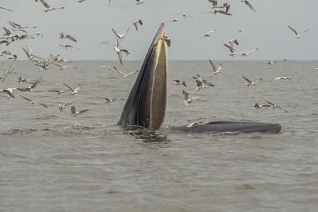 Bryde's whale, Eden's whale, Eating fish at gulf of Thailand.の写真素材