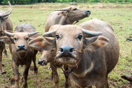 Thailand buffaloes in rice fieldの写真素材